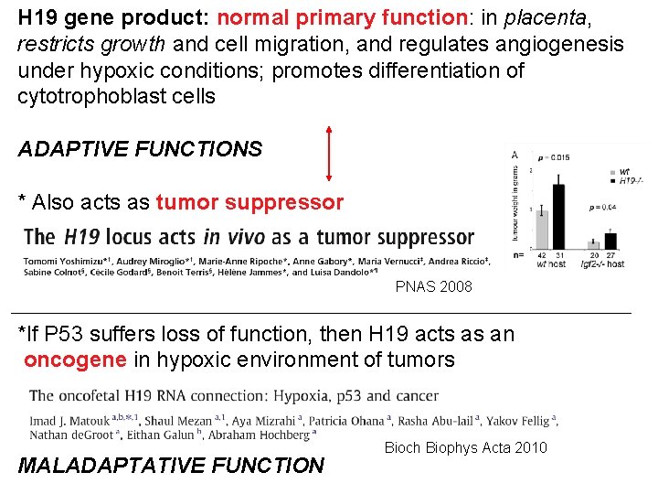 H 19 gene product: normal primary function: in placenta, restricts growth and cell migration,