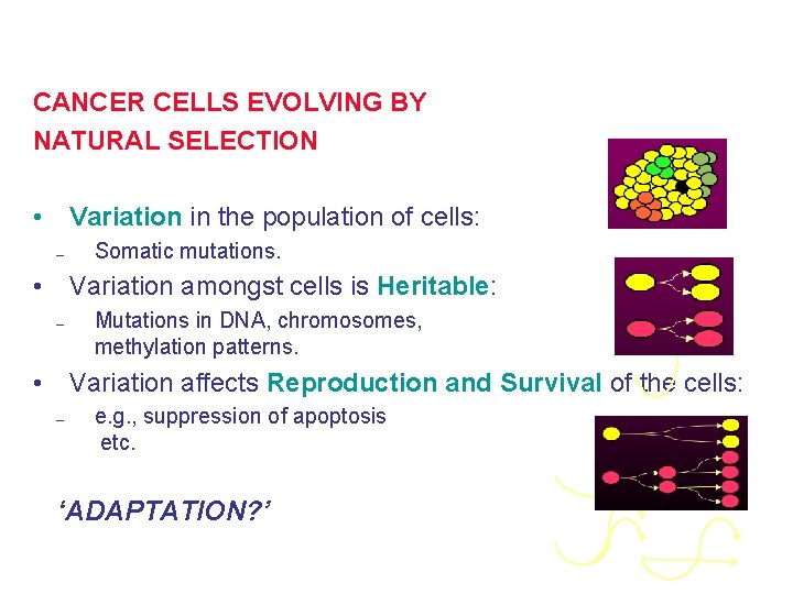 CANCER CELLS EVOLVING BY NATURAL SELECTION • Variation in the population of cells: –
