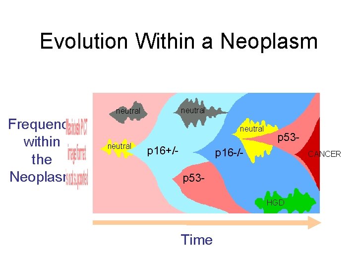 Evolution Within a Neoplasm neutral Frequency within the Neoplasm neutral p 16+/- p 53