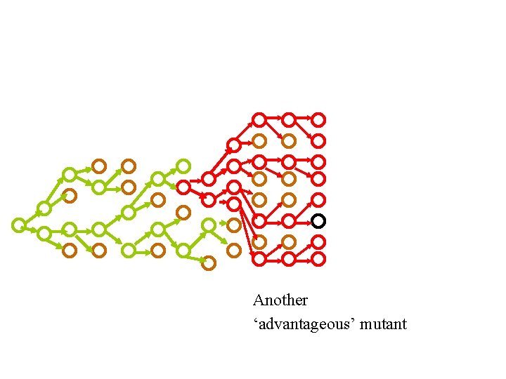 Another ‘advantageous’ mutant 