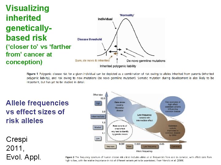 Visualizing inherited geneticallybased risk (‘closer to’ vs ‘farther from’ cancer at conception) Allele frequencies