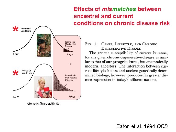 * Effects of mismatches between ancestral and current conditions on chronic disease risk *
