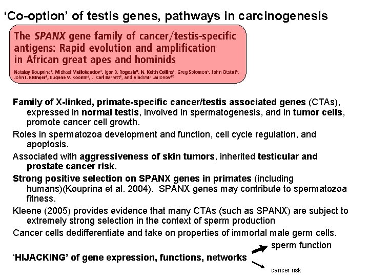 ‘Co-option’ of testis genes, pathways in carcinogenesis Family of X-linked, primate-specific cancer/testis associated genes