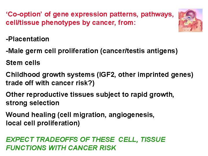 ‘Co-option’ of gene expression patterns, pathways, cell/tissue phenotypes by cancer, from: -Placentation -Male germ