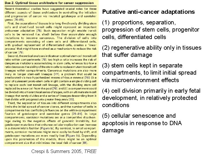 Putative anti-cancer adaptations (1) proportions, separation, progression of stem cells, progenitor cells, differentiated cells