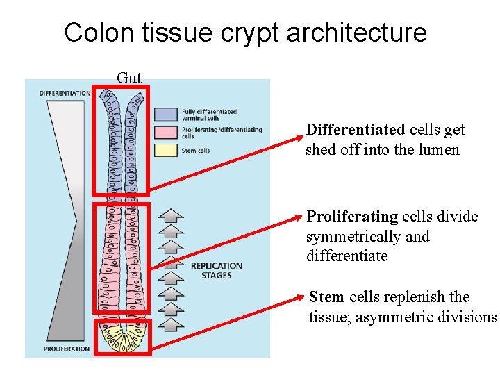 Colon tissue crypt architecture Gut Differentiated cells get shed off into the lumen Proliferating