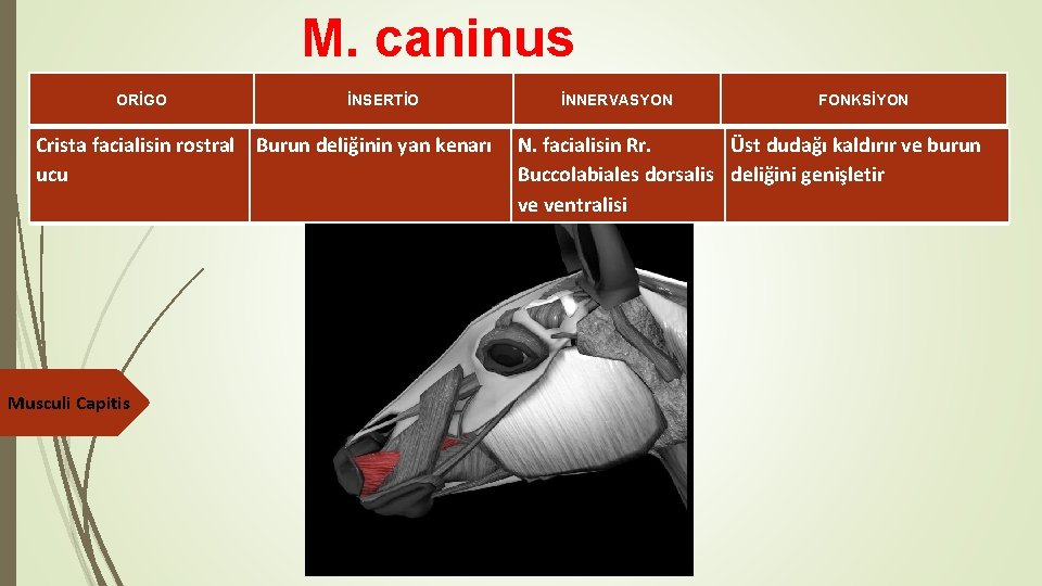 M. caninus ORİGO İNSERTİO Crista facialisin rostral Burun deliğinin yan kenarı ucu Musculi Capitis