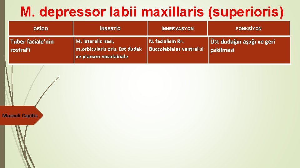 M. depressor labii maxillaris (superioris) ORİGO Tuber faciale’nin rostral’i Musculi Capitis İNSERTİO M. lateralis