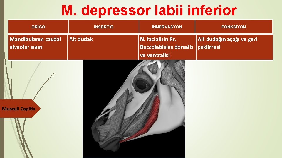 M. depressor labii inferior ORİGO Mandibulanın caudal alveolar sınırı Musculi Capitis İNSERTİO Alt dudak