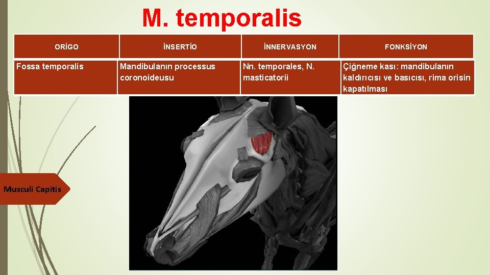 M. temporalis ORİGO Fossa temporalis Musculi Capitis İNSERTİO Mandibulanın processus coronoideusu İNNERVASYON Nn. temporales,