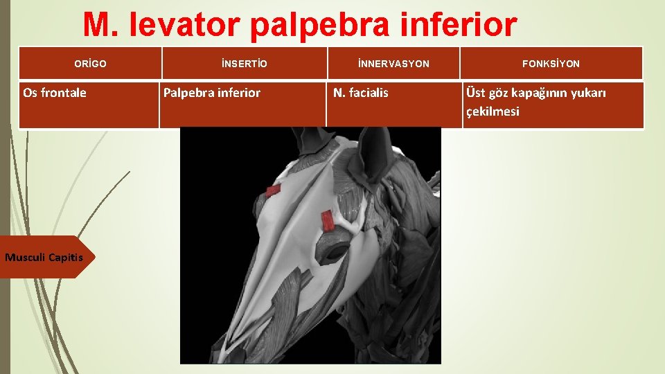 M. levator palpebra inferior ORİGO Os frontale Musculi Capitis İNSERTİO Palpebra inferior İNNERVASYON N.
