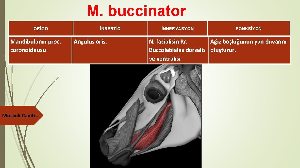 M. buccinator ORİGO Mandibulanın proc. coronoideusu Musculi Capitis İNSERTİO Angulus oris. İNNERVASYON FONKSİYON N.