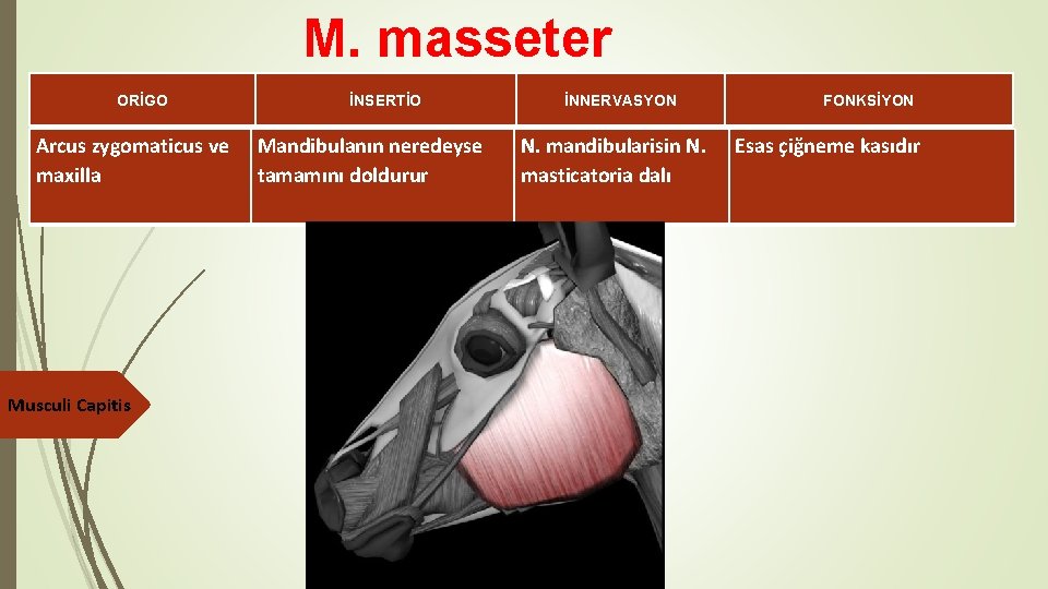 M. masseter ORİGO Arcus zygomaticus ve maxilla Musculi Capitis İNSERTİO Mandibulanın neredeyse tamamını doldurur