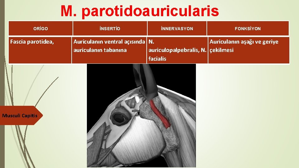 M. parotidoauricularis ORİGO Fascia parotidea, Musculi Capitis İNSERTİO İNNERVASYON FONKSİYON Auriculanın ventral açısında N.