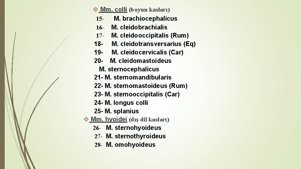  Mm. colli (boyun kasları) 15 M. brachiocephalicus 16 - M. cleidobrachialis 17 -