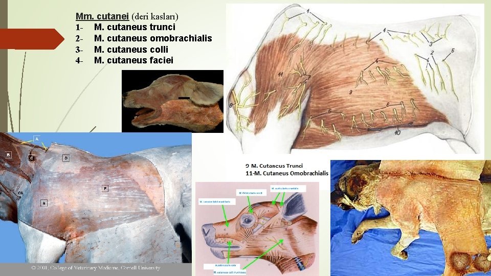 Mm. cutanei (deri kasları) 1 - M. cutaneus trunci 2 - M. cutaneus omobrachialis