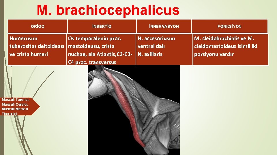 M. brachiocephalicus ORİGO İNSERTİO İNNERVASYON Humerusun Os temporalenin proc. N. accesoriusun tuberositas deltoideası mastoideusu,