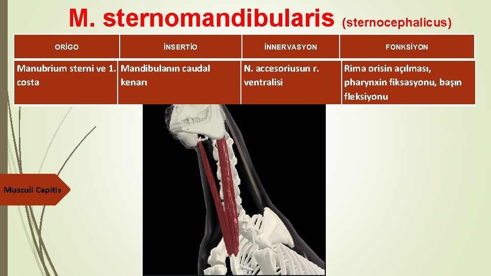 M. sternomandibularis (sternocephalicus) ORİGO İNSERTİO Manubrium sterni ve 1. Mandibulanın caudal costa kenarı Musculi