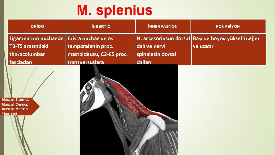 M. splenius ORİGO Ligamentum nuchaede T 3 -T 5 arasındaki thoracolumbar fasciadan Musculi Turunci,