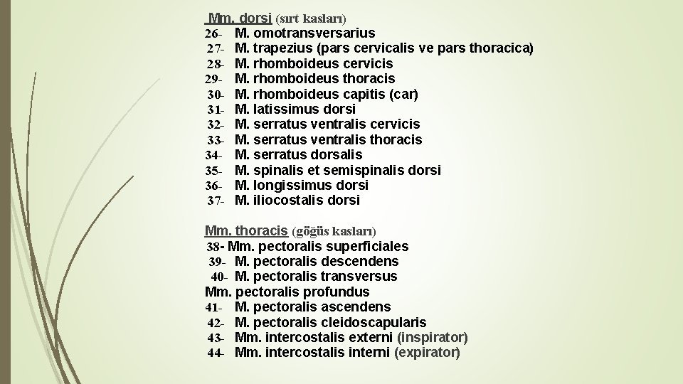 Mm. dorsi (sırt kasları) 26 - M. omotransversarius 27 - M. trapezius (pars cervicalis