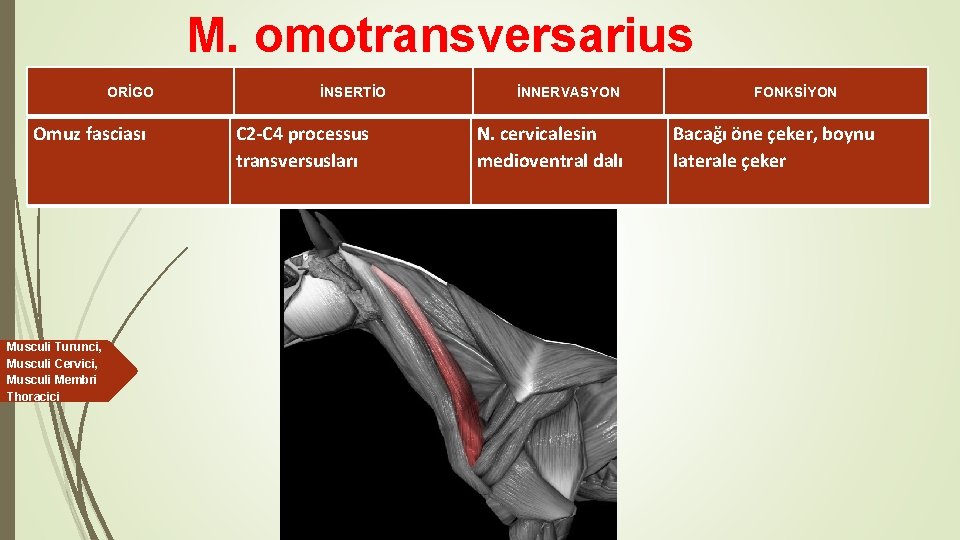 M. omotransversarius ORİGO Omuz fasciası Musculi Turunci, Musculi Cervici, Musculi Membri Thoracici İNSERTİO C