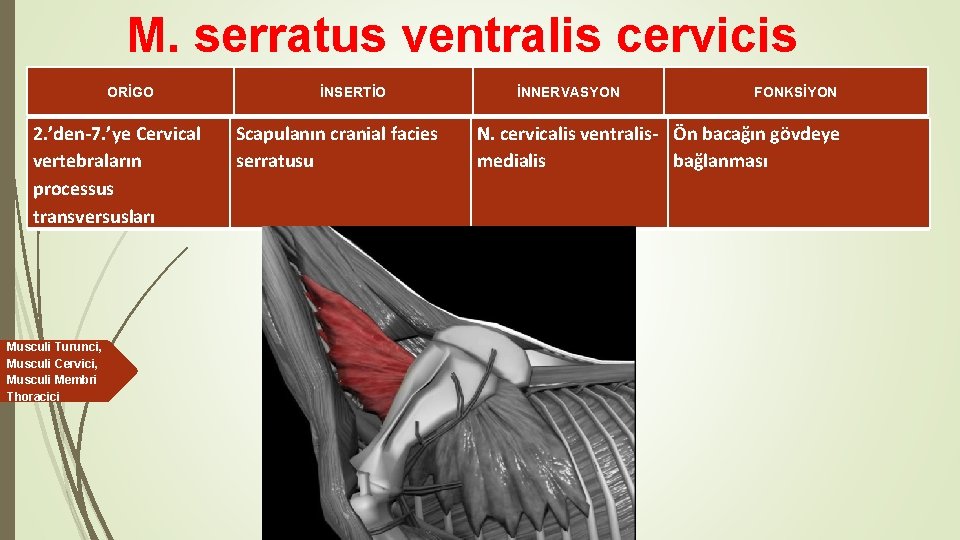 M. serratus ventralis cervicis ORİGO 2. ’den-7. ’ye Cervical vertebraların processus transversusları Musculi Turunci,