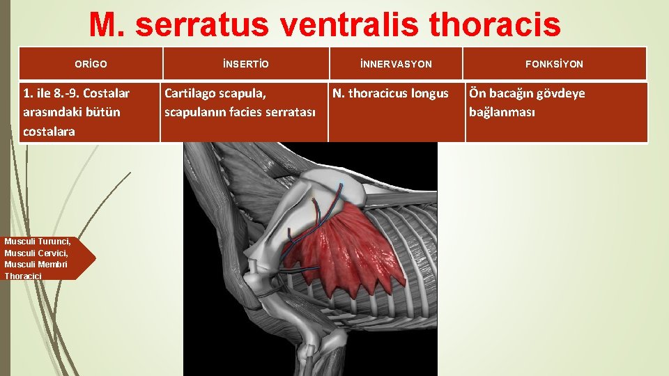 M. serratus ventralis thoracis ORİGO 1. ile 8. -9. Costalar arasındaki bütün costalara Musculi