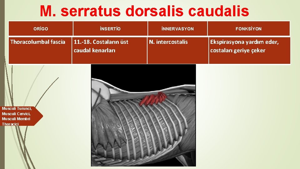 M. serratus dorsalis caudalis ORİGO Thoracolumbal fascia Musculi Turunci, Musculi Cervici, Musculi Membri Thoracici