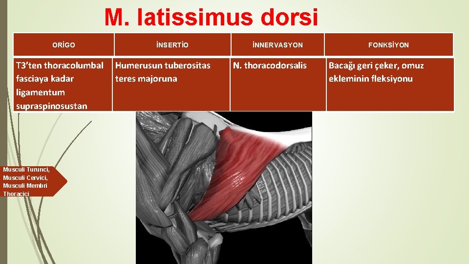 M. latissimus dorsi ORİGO İNSERTİO T 3’ten thoracolumbal Humerusun tuberositas fasciaya kadar teres majoruna