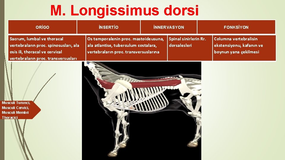 M. Longissimus dorsi ORİGO Sacrum, lumbal ve thoracal vertebraların proc. spinosusları, ala osis ili,
