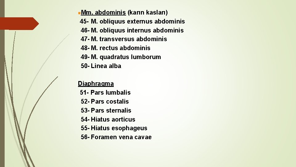 Mm. abdominis (karın kasları) 45 - M. obliquus externus abdominis 46 - M. obliquus