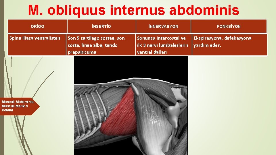 M. obliquus internus abdominis ORİGO Spina iliaca ventralisten Musculi Abdominis, Musculi Membri Pelvini İNSERTİO
