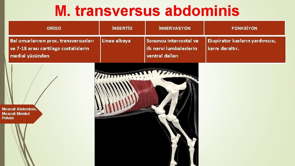 M. transversus abdominis ORİGO Bel omurlarının proc. transversusları ve 7 -18 arası cartilago costalislerin