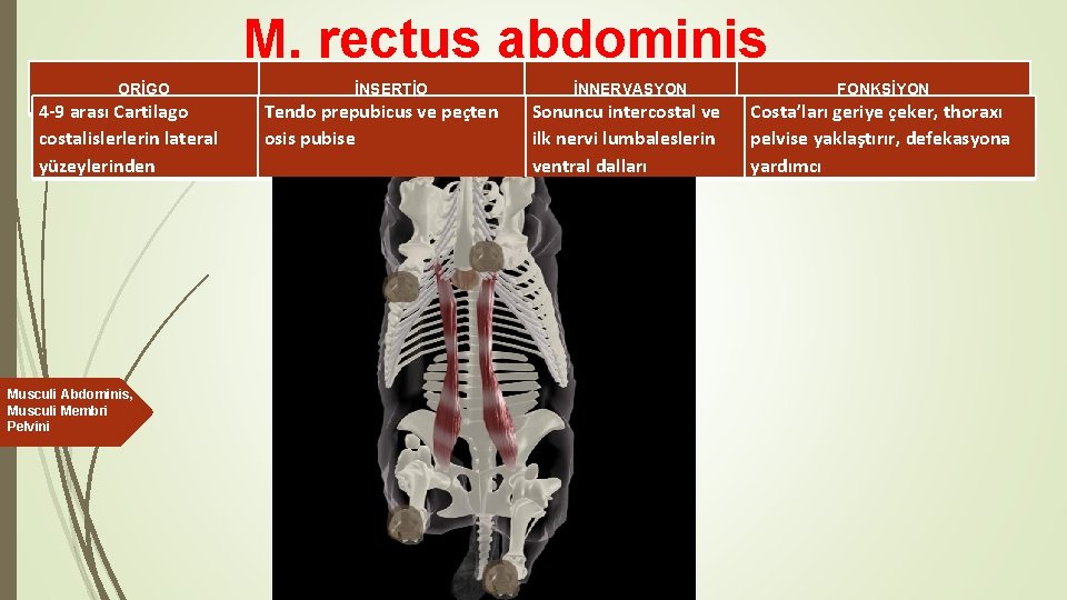 M. rectus abdominis ORİGO 4 -9 arası Cartilago costalislerlerin lateral yüzeylerinden Musculi Abdominis, Musculi