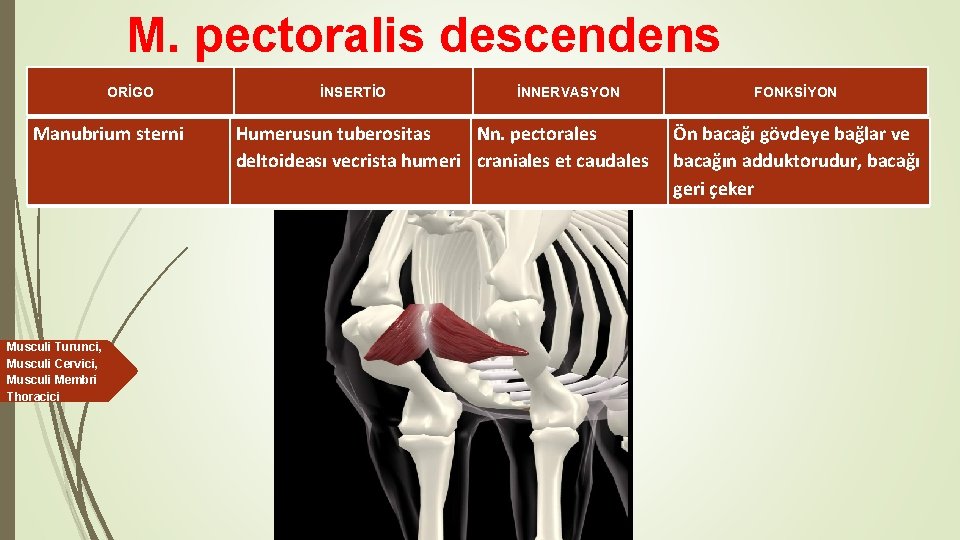 M. pectoralis descendens ORİGO Manubrium sterni Musculi Turunci, Musculi Cervici, Musculi Membri Thoracici İNSERTİO