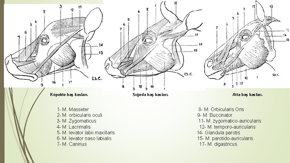 Köpekte baş kasları. Sığırda baş kasları. Atta baş kasları. 1 - M. Masseter 2