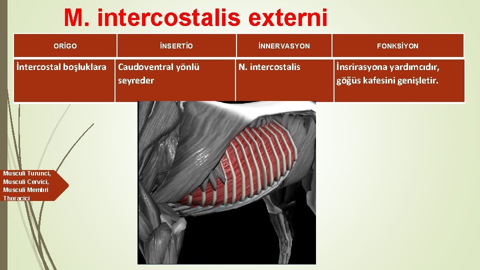 M. intercostalis externi ORİGO İntercostal boşluklara Musculi Turunci, Musculi Cervici, Musculi Membri Thoracici İNSERTİO