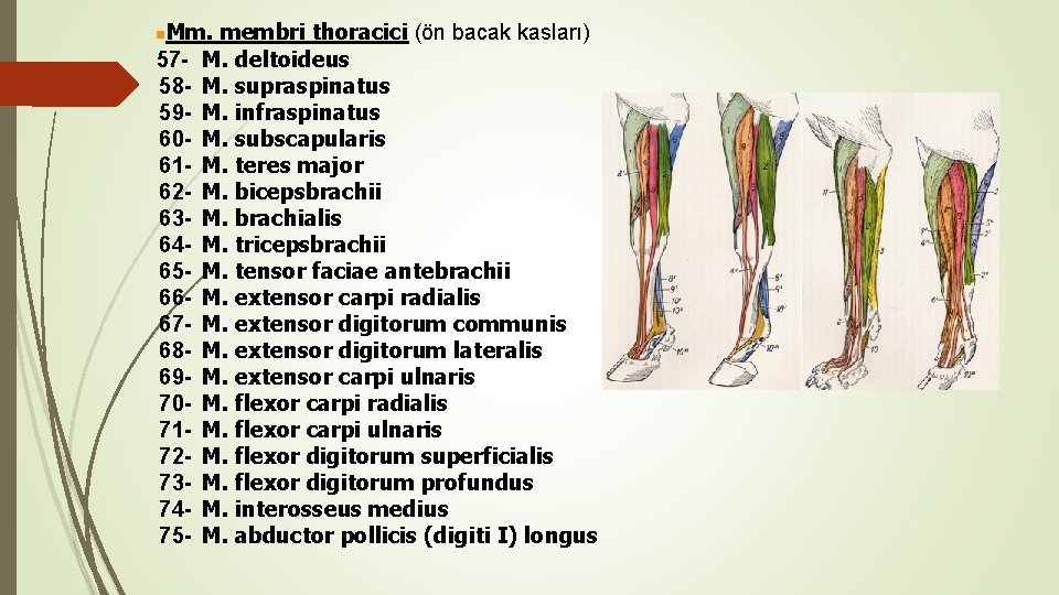 Mm. membri thoracici (ön bacak kasları) 57 - M. deltoideus 58 - M. supraspinatus