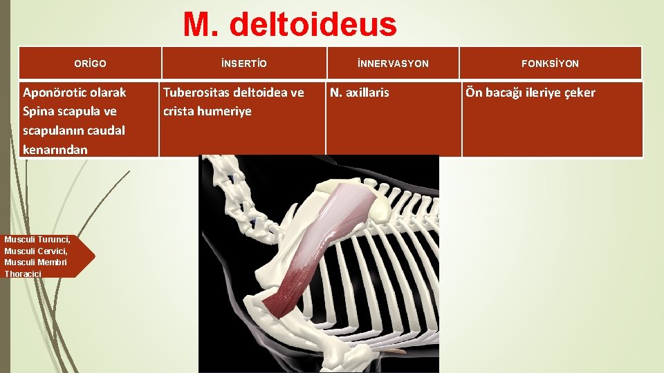 M. deltoideus ORİGO Aponörotic olarak Spina scapula ve scapulanın caudal kenarından Musculi Turunci, Musculi