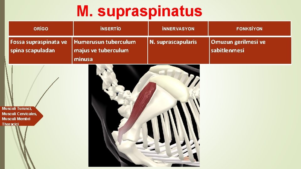 M. supraspinatus ORİGO İNSERTİO Fossa supraspinata ve Humerusun tuberculum spina scapuladan majus ve tuberculum