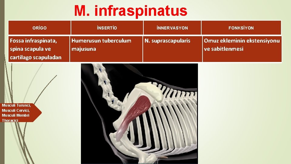M. infraspinatus ORİGO Fossa infraspinata, spina scapula ve cartilago scapuladan Musculi Turunci, Musculi Cervici,