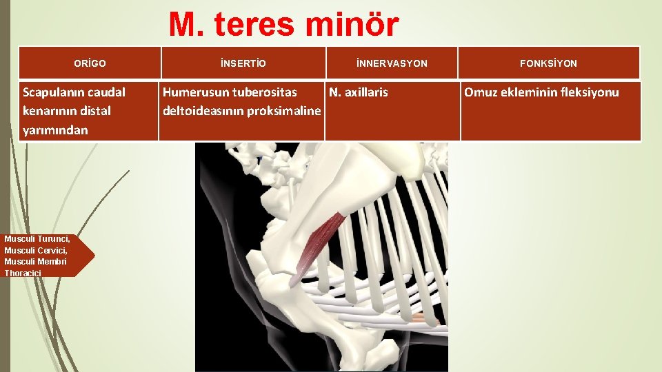 M. teres minör ORİGO Scapulanın caudal kenarının distal yarımından Musculi Turunci, Musculi Cervici, Musculi