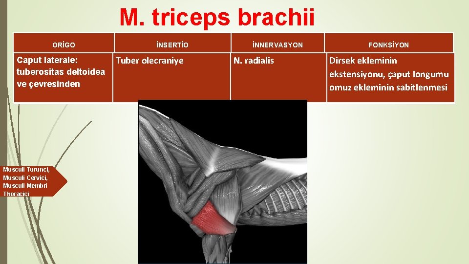 M. triceps brachii ORİGO İNSERTİO Caput laterale: Tuber olecraniye tuberositas deltoidea ve çevresinden Musculi