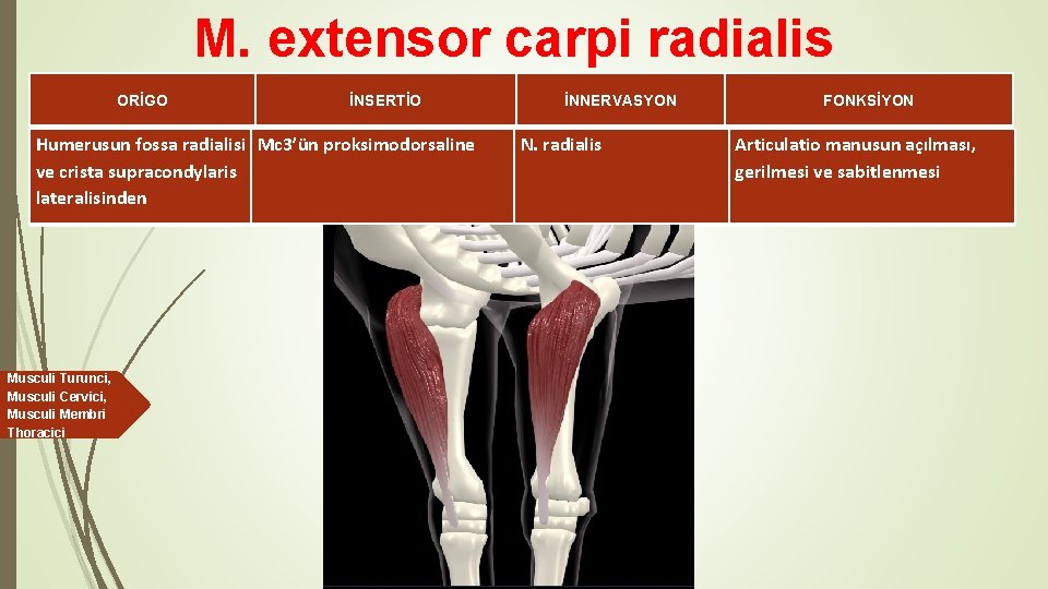 M. extensor carpi radialis ORİGO İNSERTİO Humerusun fossa radialisi Mc 3’ün proksimodorsaline ve crista