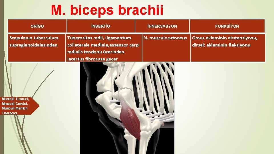 M. biceps brachii ORİGO Scapulanın tuberculum supraglenoidalesinden Musculi Turunci, Musculi Cervici, Musculi Membri Thoracici
