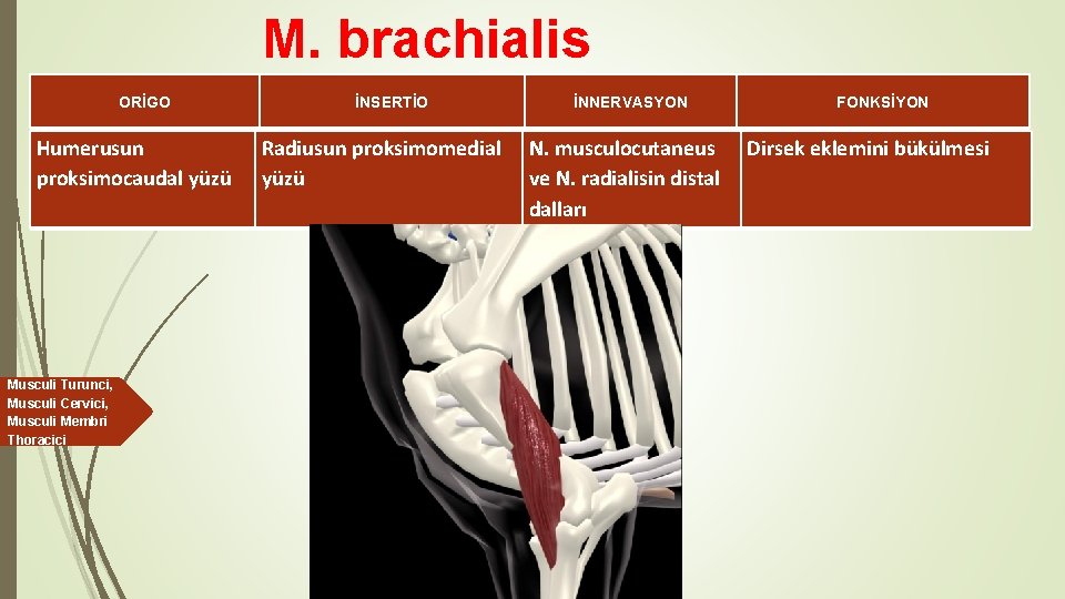 M. brachialis ORİGO Humerusun proksimocaudal yüzü Musculi Turunci, Musculi Cervici, Musculi Membri Thoracici İNSERTİO