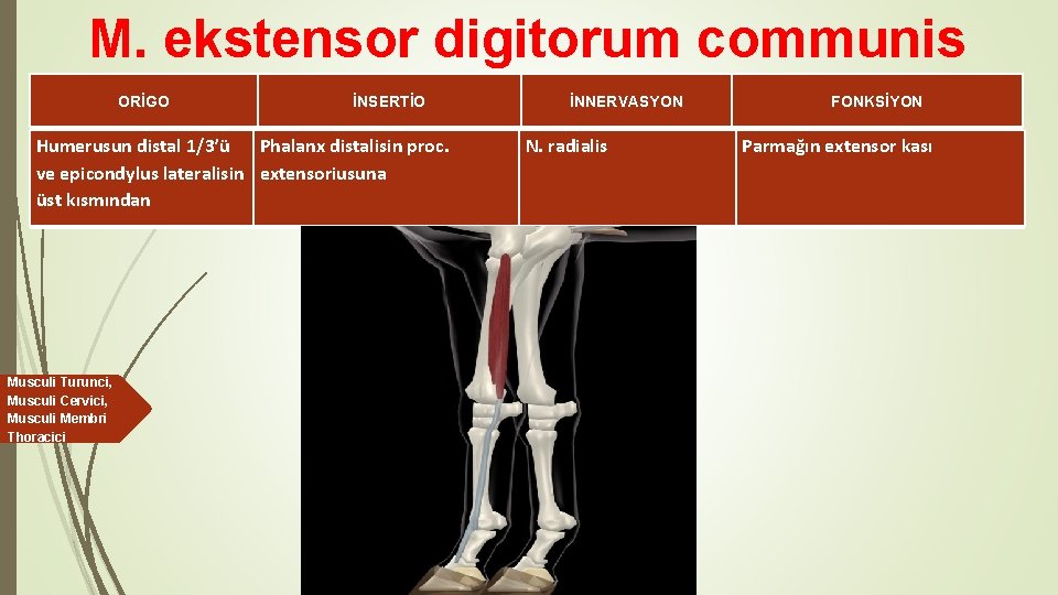 M. ekstensor digitorum communis ORİGO İNSERTİO Humerusun distal 1/3’ü Phalanx distalisin proc. ve epicondylus