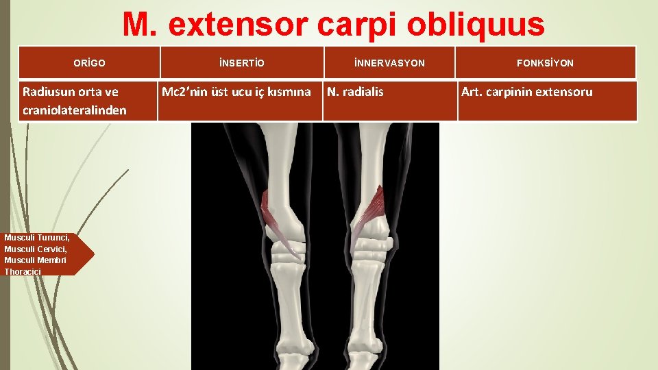 M. extensor carpi obliquus ORİGO Radiusun orta ve craniolateralinden Musculi Turunci, Musculi Cervici, Musculi