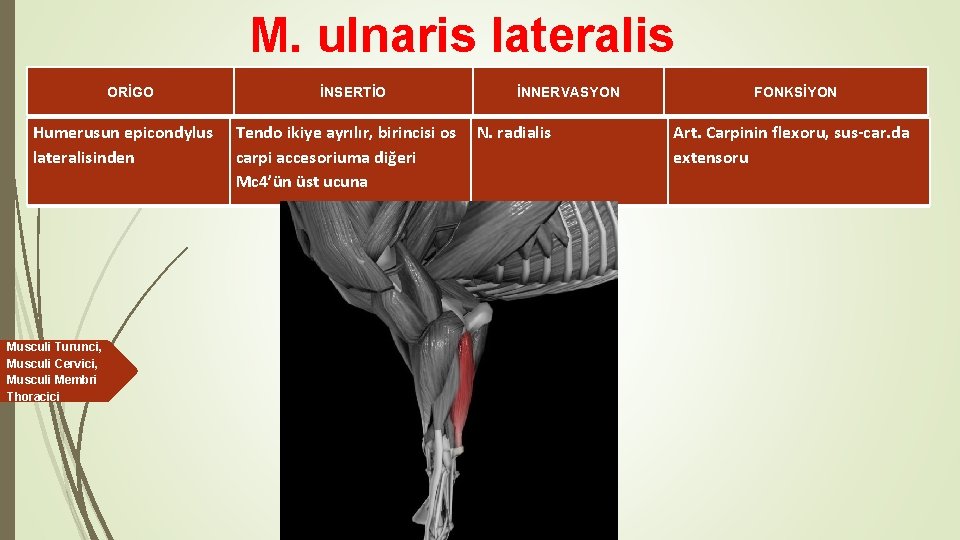 M. ulnaris lateralis ORİGO Humerusun epicondylus lateralisinden Musculi Turunci, Musculi Cervici, Musculi Membri Thoracici