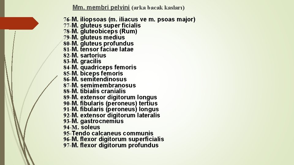 Mm. membri pelvini (arka bacak kasları) 76 -M. iliopsoas (m. iliacus ve m. psoas